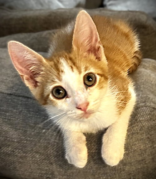 Alex (Van Halen), an adoptable Domestic Short Hair in Ft Myers, FL