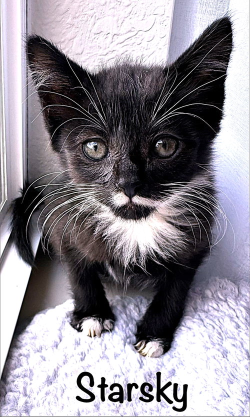 Starsky, Baby Tuxedo / Mixed (short coat), cat for adoption in Fort Myers, Florida