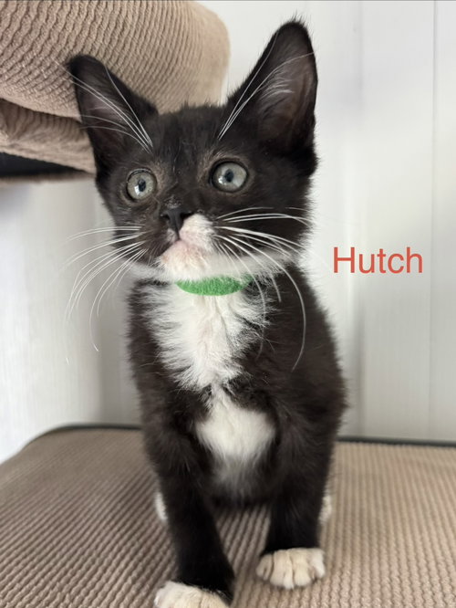 Hutch, Baby Tuxedo / Mixed (short coat), cat for adoption in Fort Myers, Florida