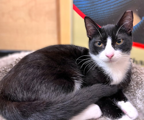 Ty, Young Tuxedo / Domestic Short Hair / Mixed (short coat), cat for adoption in North Port, Florida