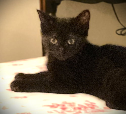 Onyx