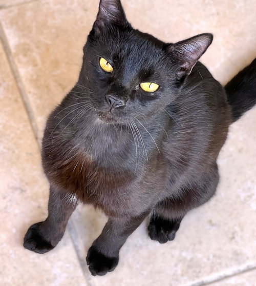 Mowgli, an adoptable Domestic Short Hair in Ft Myers, FL