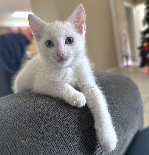 Biscuits, an adoptable Domestic Short Hair in Ft Myers, FL