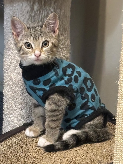 Maki, Baby Tabby / Mixed (short coat), cat for adoption in North Port, Florida