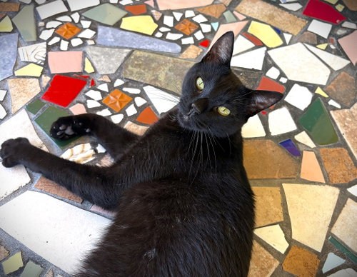 Willy, Adult Domestic Short Hair / Mixed (short coat), cat for adoption in North Port, Florida