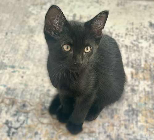 Dodger, an adoptable Domestic Short Hair in Ft Myers, FL