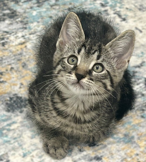 Wrigley, an adoptable Domestic Medium Hair in Ft Myers, FL