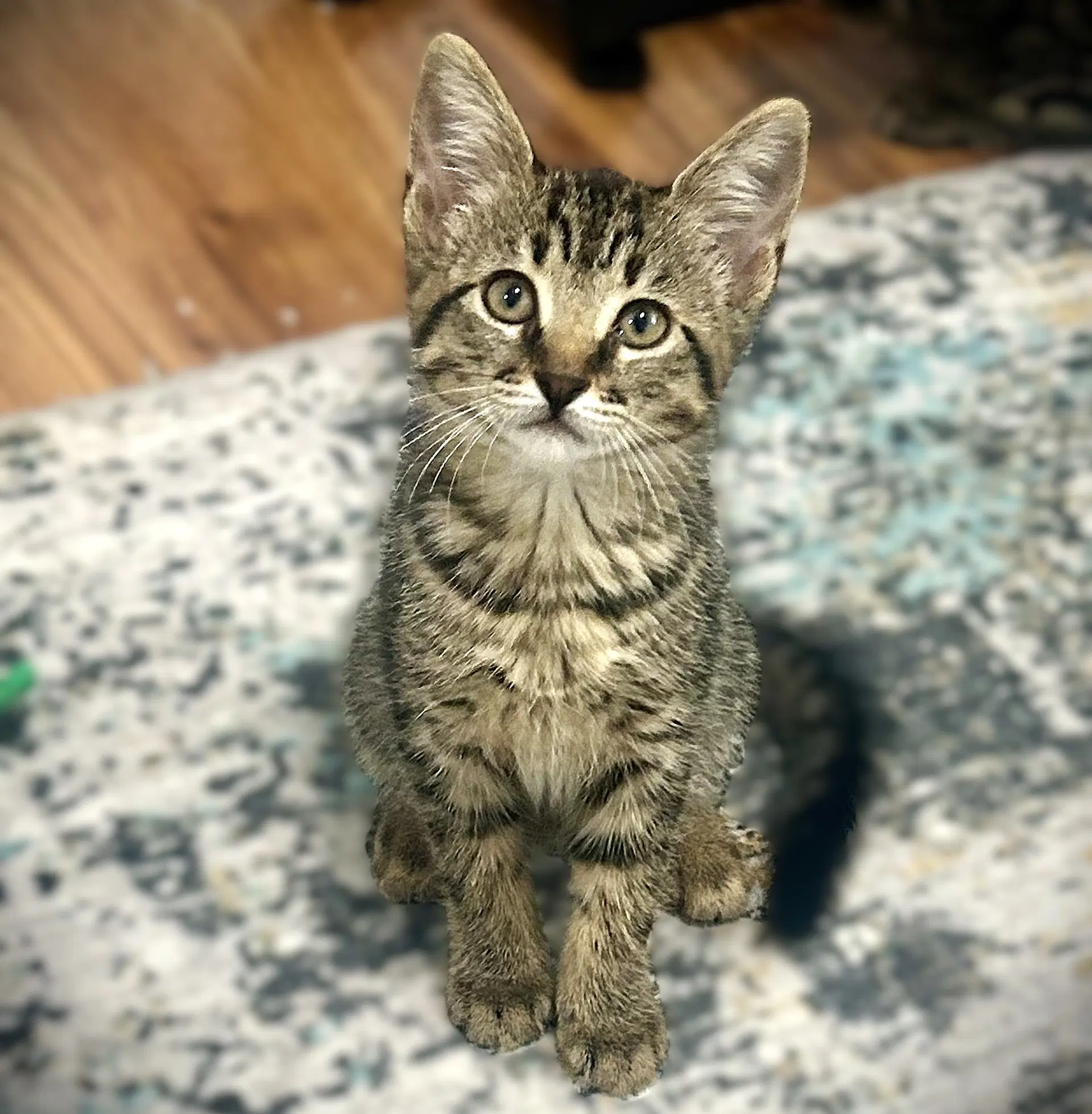 Camden - Domestic Medium Hair