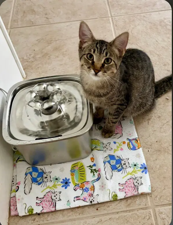 Camden - Domestic Medium Hair
