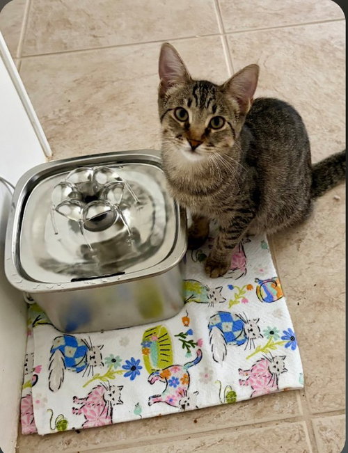Camden, a cat for adoption from Haven On Earth Animal League