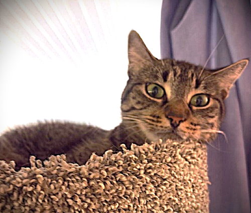 Maxine, an adoptable Tabby in Ft Myers, FL