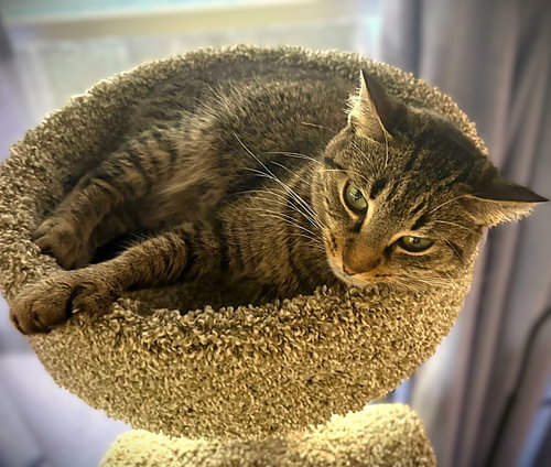 Maxine, Young Extra-Toes Cat (Hemingway Polydactyl) / Domestic Short Hair / Mixed (short coat), cat for adoption in North Port, Florida