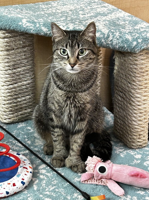 Maxine, an adoptable Extra-Toes Cat in Ft Myers, FL
