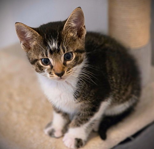 Jasper, an adoptable Extra-Toes Cat in Ft Myers, FL