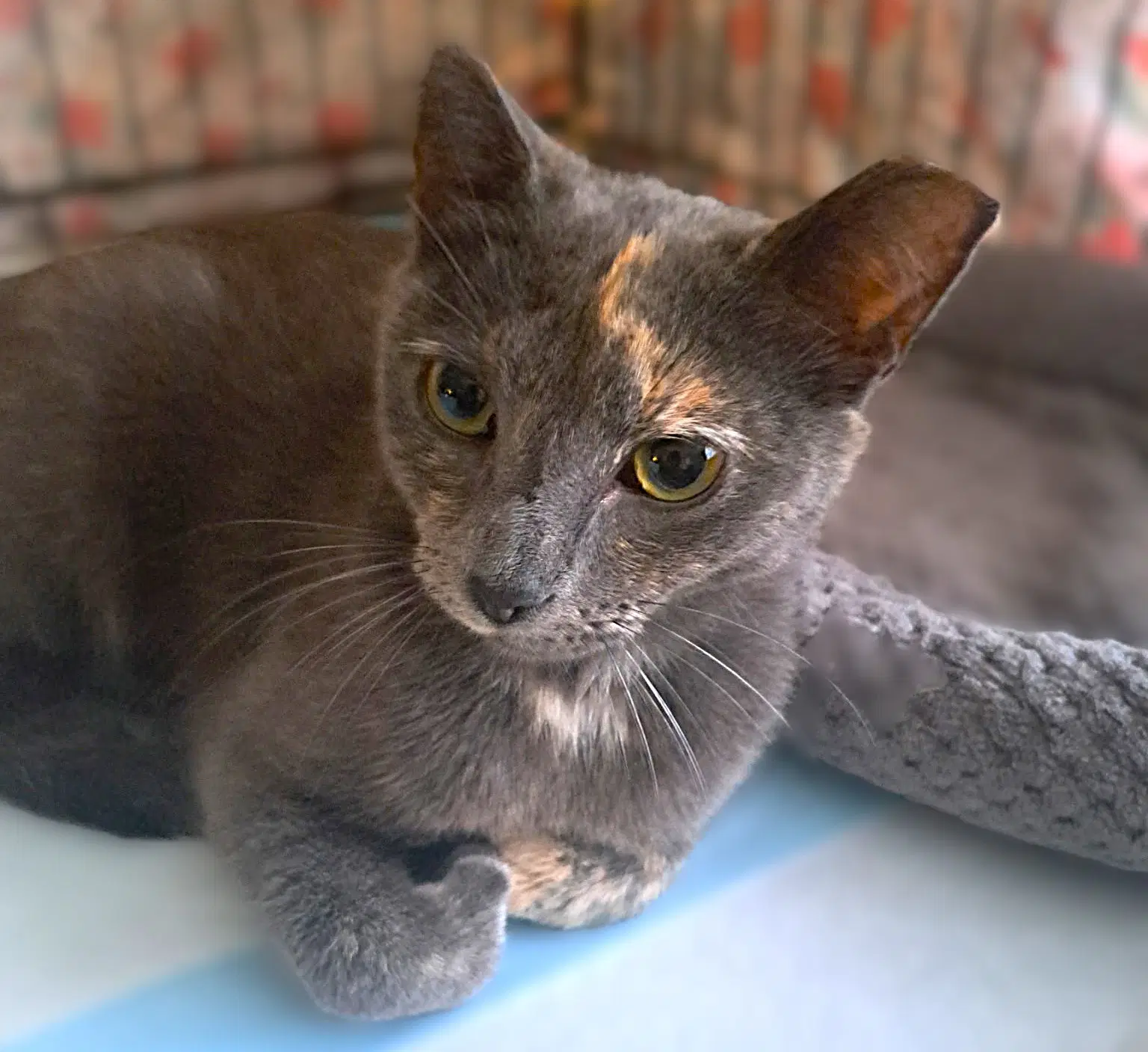 Star - Tortoiseshell