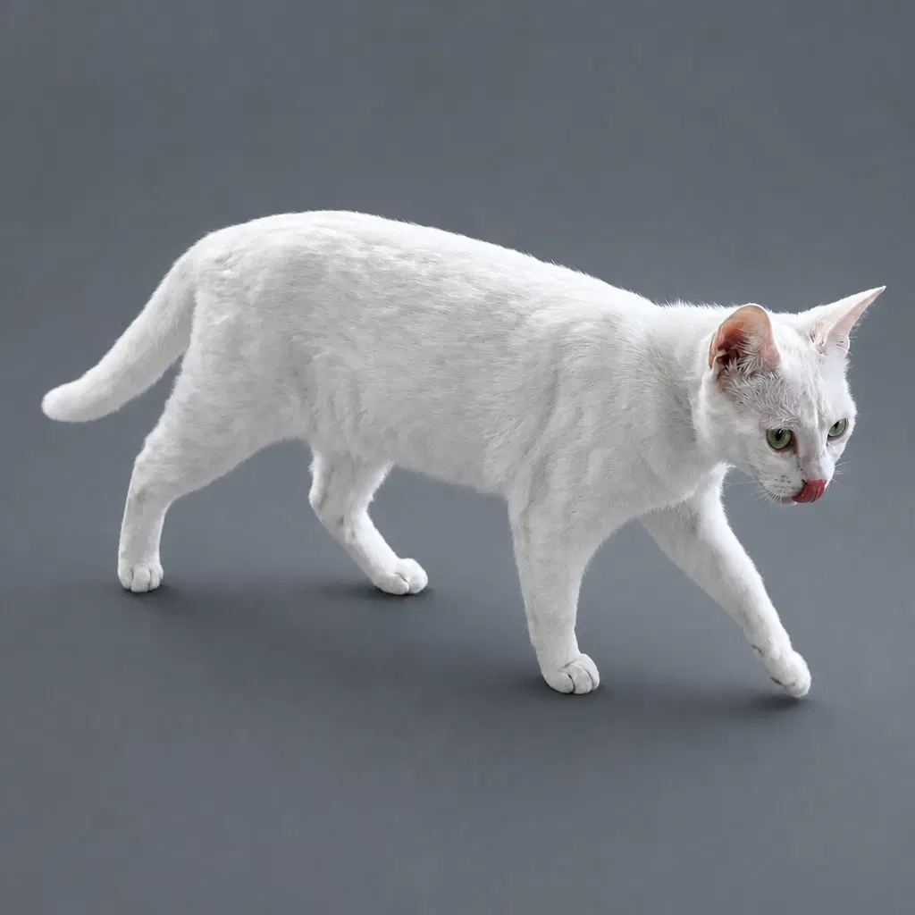 Neve And Snow - Domestic Short Hair