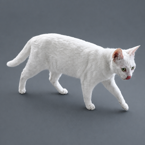 Neve and Snow, an adoptable Domestic Short Hair in Ft Myers, FL