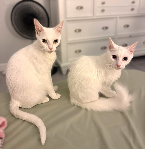 Neve and Snow, an adoptable Domestic Short Hair in Ft Myers, FL