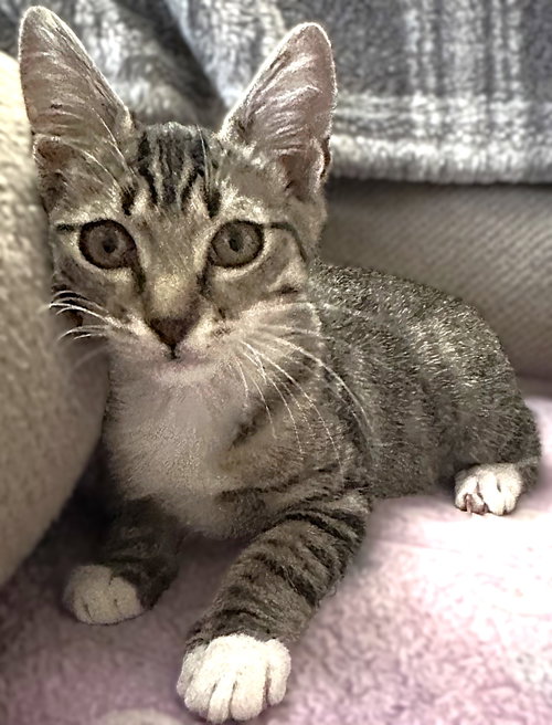Gretel, an adoptable Tabby in Ft Myers, FL