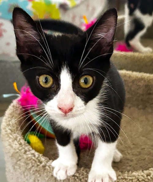Panda, an adoptable Tuxedo in Ft Myers, FL