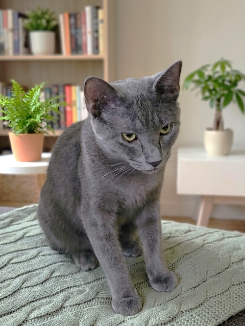 River, a cat for adoption from Haven On Earth Animal League