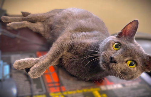Sky, a cat for adoption from Haven On Earth Animal League