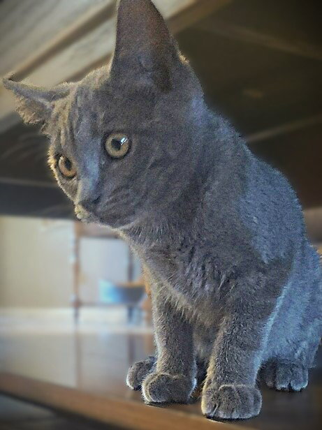 Pippa, an adoptable Russian Blue in Ft Myers, FL