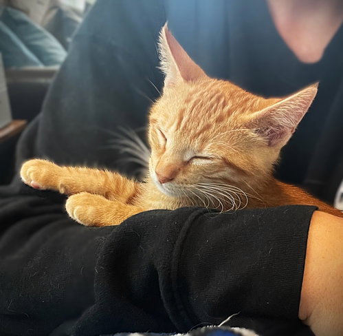 Roey, an adoptable Tabby in Ft Myers, FL