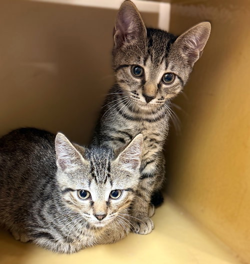 Joey, an adoptable Tabby in Ft Myers, FL