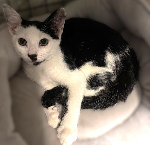 Chase, an adoptable Domestic Short Hair in Ft Myers, FL