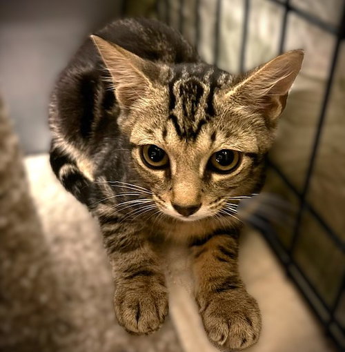 Chazzy, an adoptable Tabby in Ft Myers, FL