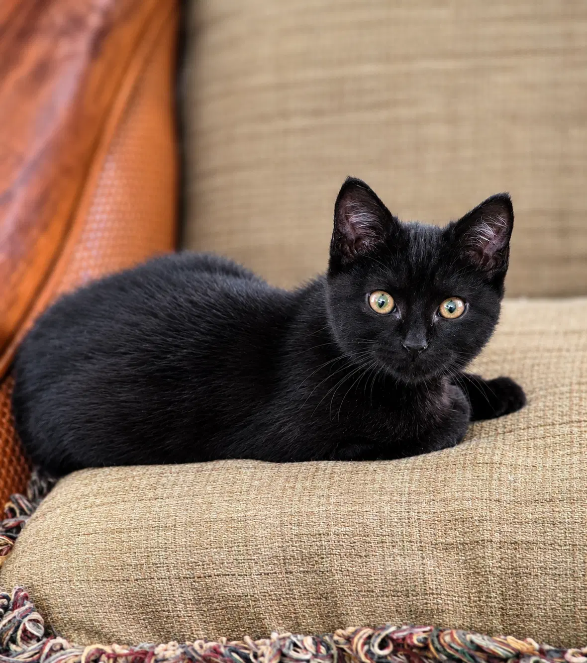 Junebug - Domestic Short Hair