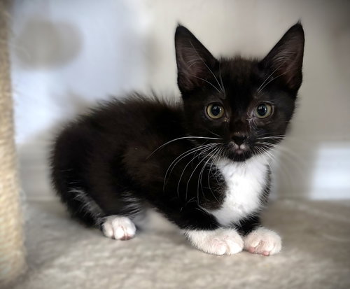 Mischief