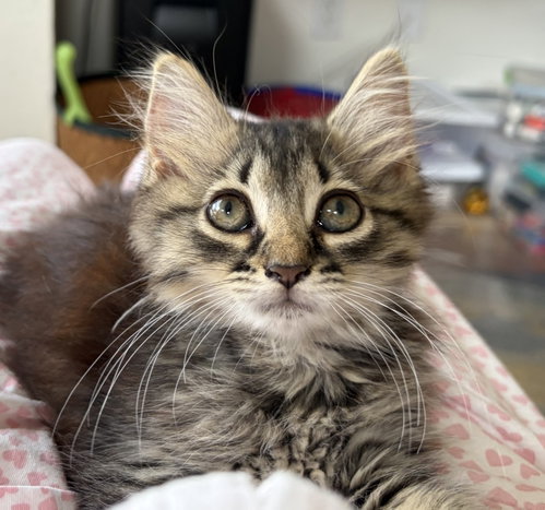 Bertie, an adoptable Domestic Medium Hair in Ft Myers, FL