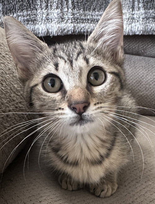 Miss Biscuit