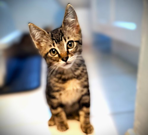 Tater Tot, Baby Tabby / Mixed (short coat), cat for adoption in Fort Myers, Florida