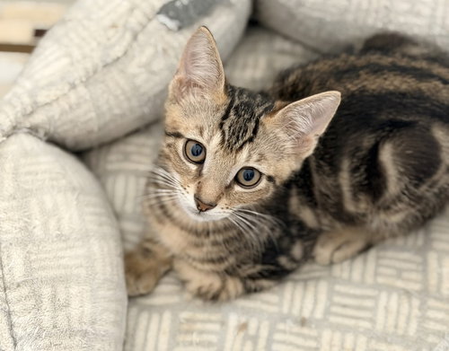 Hash Brown, Baby Tabby / Mixed (short coat), cat for adoption in Fort Myers, Florida