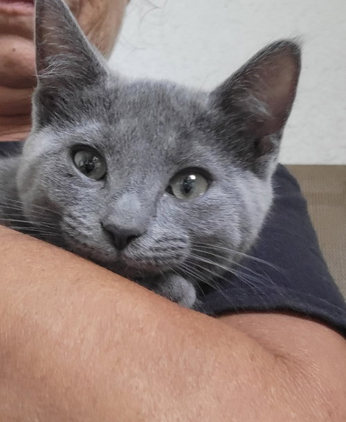 Tilly, an adoptable Russian Blue in Ft Myers, FL