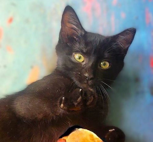 Noir, an adoptable Domestic Short Hair in Ft Myers, FL