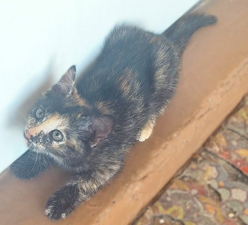 Karma, an adoptable Tortoiseshell in Ft Myers, FL