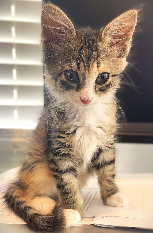 Ozzie, an adoptable Domestic Medium Hair in Ft Myers, FL