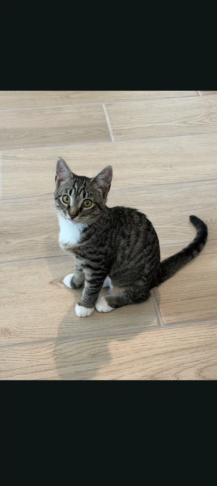 Mimi - Domestic Short Hair