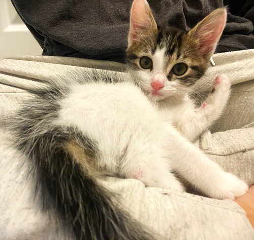 Miso, an adoptable Domestic Medium Hair in Ft Myers, FL