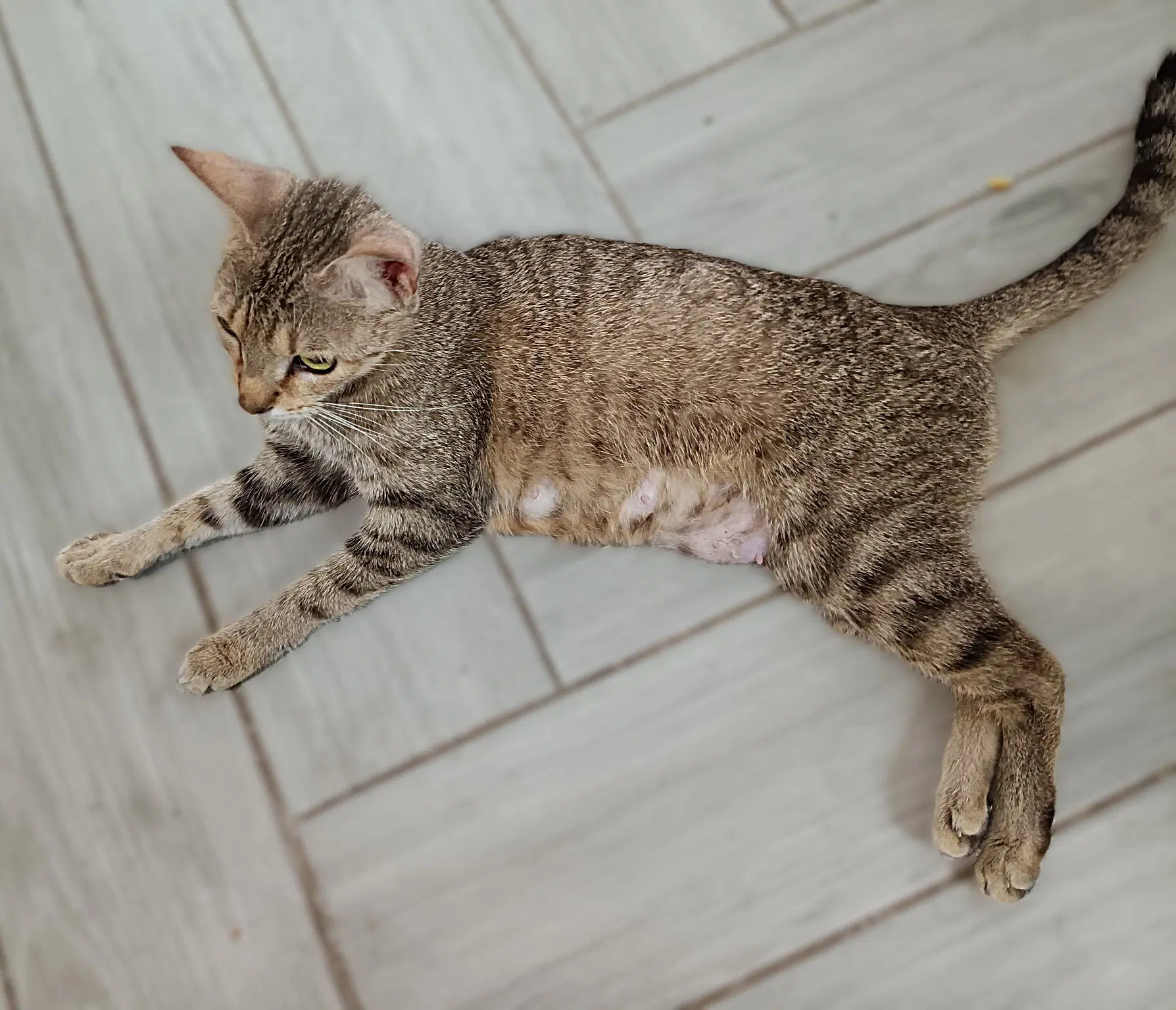 Mama Dawn - Tabby