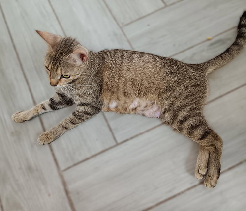 Mama Dawn, an adoptable Tabby in Ft Myers, FL
