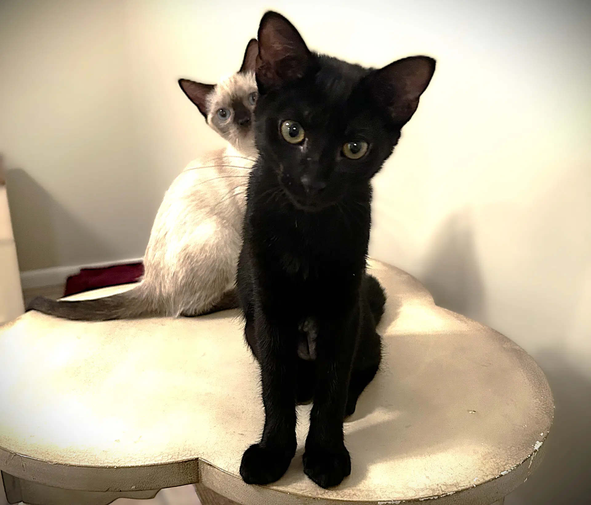 Shirley - Domestic Short Hair