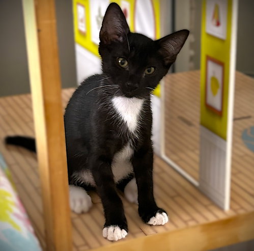 Mayer, an adoptable Tuxedo in Ft Myers, FL