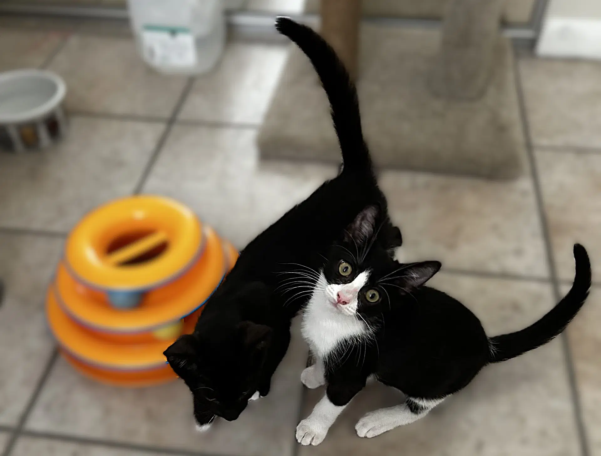 Mayer image 2