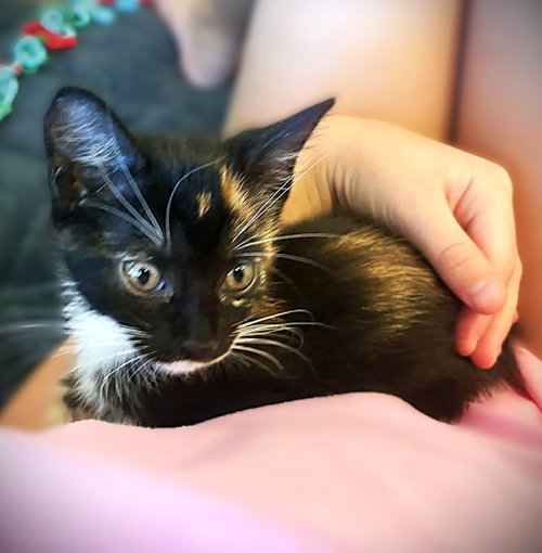 Nugget, an adoptable Calico in Ft Myers, FL