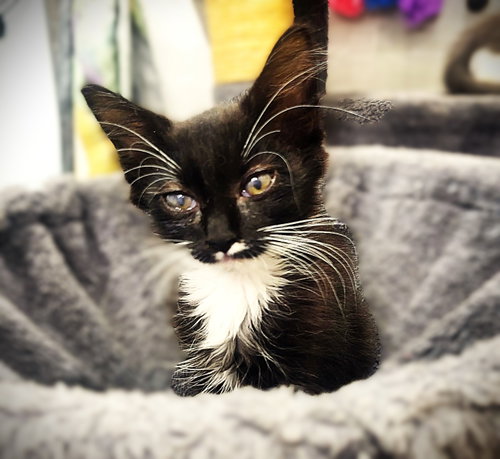 Rikki